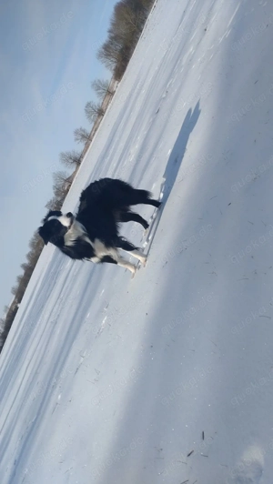 Bordercollie Deckrüde ( alte linie)