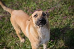 Chip-Nr. 271635 - Ich bin freundlich, fröhlich, aktiv, verspielt und verkuschelt