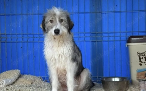 Schüchterne Lykke: Traumhund für geduldige Zweibeiner!