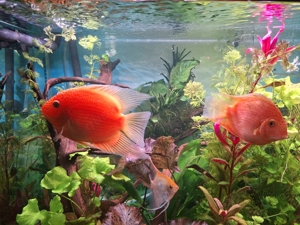 2 Hero  zu verkaufen 