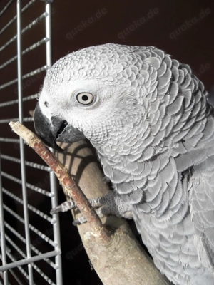 1,1 Graupapageien abzugeben Bild 3