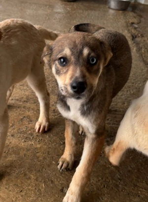 Husky Mischling - Notfall