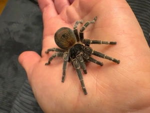 vogelspinnen zur Abgabe