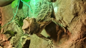 Bartagamen männchen 1,5 jahre alt