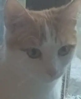 wunderschön kater in liebevolle Hände abzugeben. 