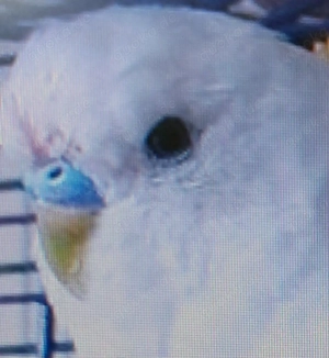 Weiße Wellensittich  Hähne 