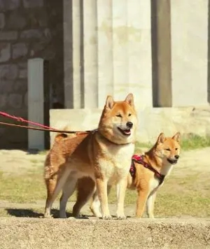  AMANE hübsche SHIBA INU-Hündin mit rotem Fell geboren Bild 4