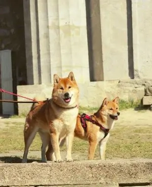  AMANE hübsche SHIBA INU-Hündin mit rotem Fell geboren