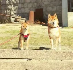  AMANE hübsche SHIBA INU-Hündin mit rotem Fell geboren Bild 5