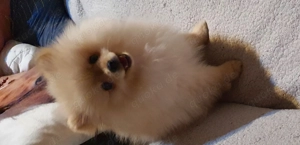 Eine kleine süße Teddy Bear die ein neues zuhause sucht