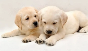 Reinrassige Labrador Welpen 