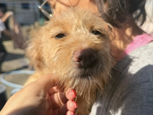 PENNY sucht ein liebevolles Daheim Bild 2