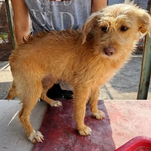 PENNY sucht ein liebevolles Daheim