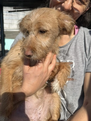 PENNY sucht ein liebevolles Daheim Bild 5