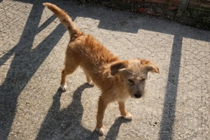 PENNY sucht ein liebevolles Daheim Bild 3