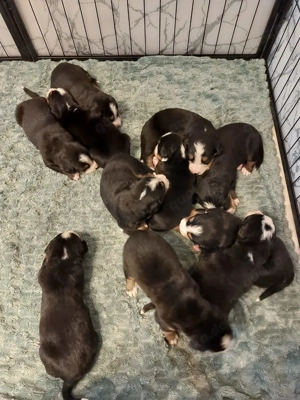 Berna Sennen Welpen - Hobbyzucht