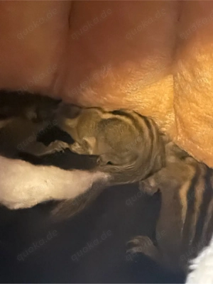 Chinesische Baumstreifenhörnchen (Tamiops swinhoei) 