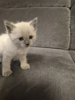 RagdollSiam Edelmix kitten Kätzchen 