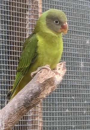 Schwarzkopfedelsittich abzugeben