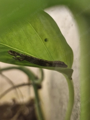 Jungferngecko