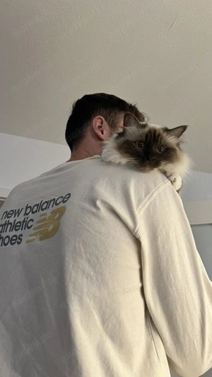 Suche Deckkater Heilige Birma