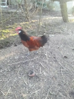 Verkaufe Zuchthahn der Rasse "Vorwerk"