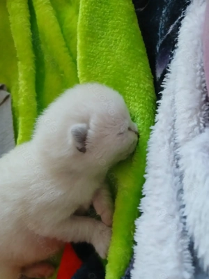 BKH Mix Colourpoint Bild 3