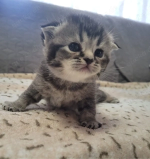 Reinrassige BKH Kitten