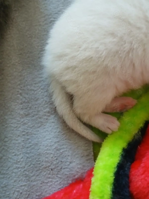 BKH Mix Colourpoint Bild 4