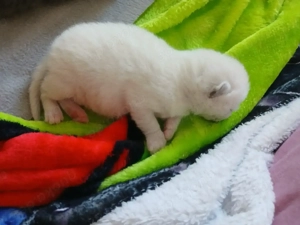 BKH Mix Colourpoint Bild 2