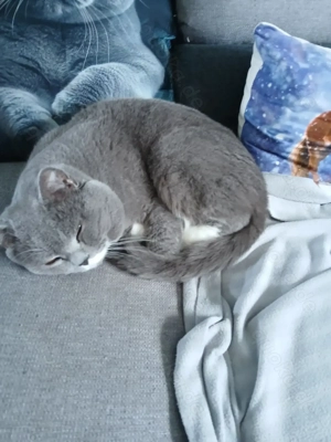 BKH Mix Colourpoint Bild 7