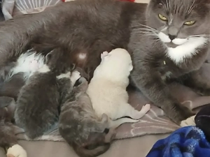 BKH Mix Colourpoint Bild 6