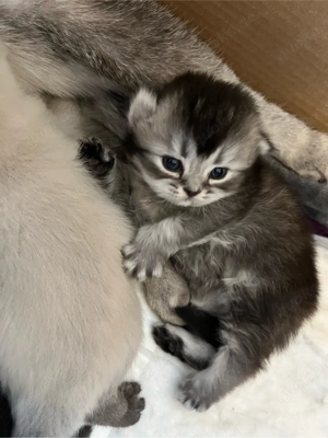 BKH Kitten  Bild 2