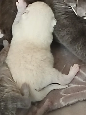 BKH Mix Colourpoint Bild 5