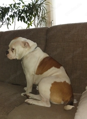 Zuckermaus sucht neues Zuhause  Bild 4