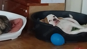 Zuckermaus sucht neues Zuhause  Bild 5