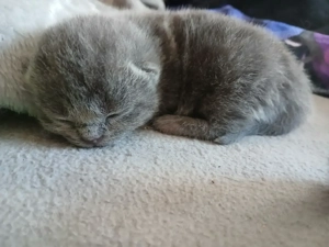 grauer Kater BKH Mix Tabby