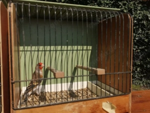 Stieglitz Major Bastard