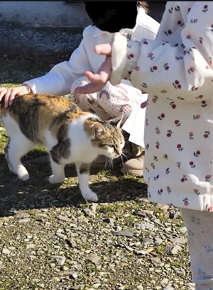   Süße Glückskatzen (Mischlingskatzen) bald abzugeben!   