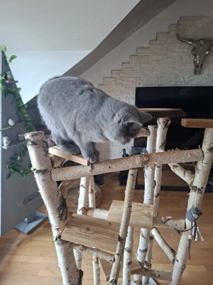 Kletterwald für Katzen 