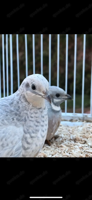 Bruteier chinesische Zwergwachteln 6 Stück Silber 