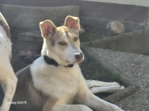 Sunny wünscht sich ein Zuhause