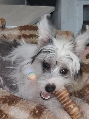 Liebevoller Chinesischer Schopfhund 6 Monate sucht das perfekte Zuhause 