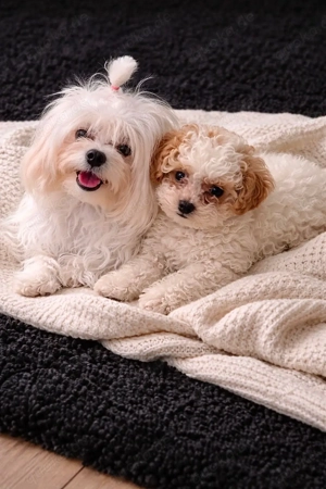 Maltipoo in Panda Optik 