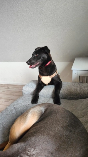 Lani sucht ein neues Zuhause Bild 4