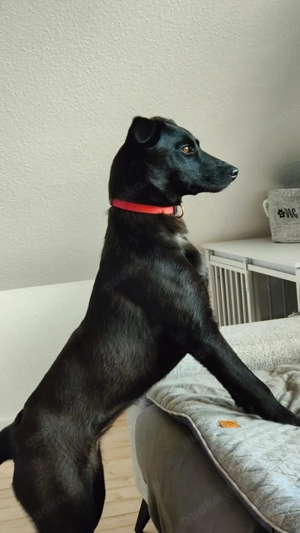 Lani sucht ein neues Zuhause Bild 2