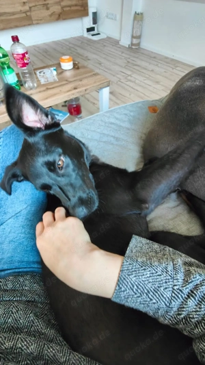 Lani sucht ein neues Zuhause Bild 3