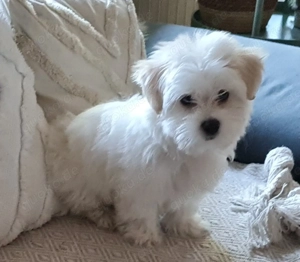 Shih Tzu Welpe sucht sein liebevolles Zuhause 