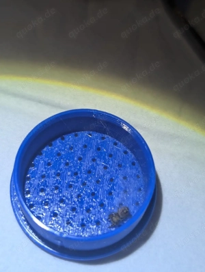 Phidippus regius Texanus