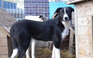 Angstpatient Orca sucht erfahrene Menschen